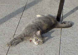 Hab ich 'nen Stress!