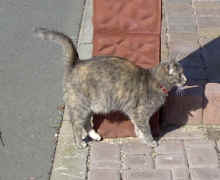 War hier etwa ein Kater?