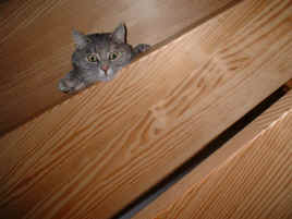 DSCF0020.JPG (69211 Byte)