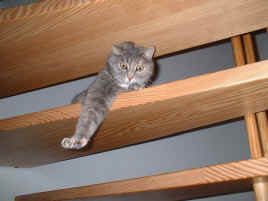 DSCF0022.JPG (68782 Byte)