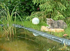 040613-Emmi-Teich_small.jpg (11164 Byte)