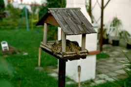 002_02A.JPG (53423 Byte)