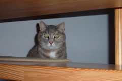 emmi4